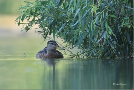 <p>KACHNA DIVOKÁ (Anas platyrhynchos) ---- /Mallard - Stockente/</p>